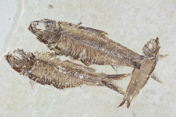 Fossil Fish Plate (Knightia eocaena) - Wyoming #94192